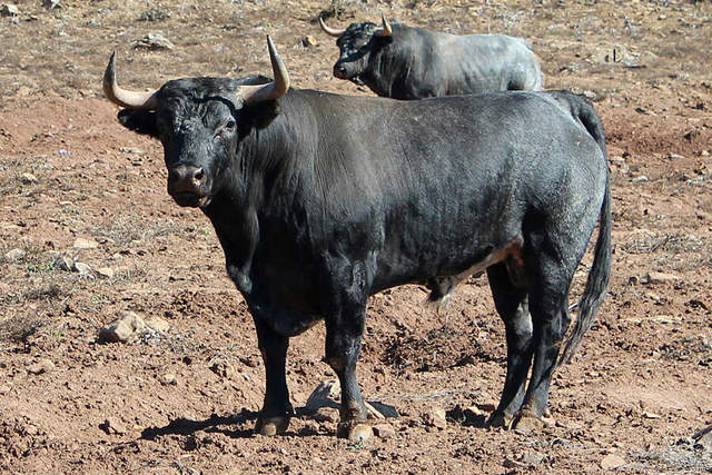 rencontre saint martin crau