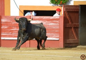 Roquefort - novillos La Quinta