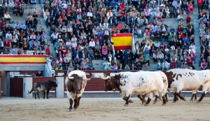 madrid-penajara-cabestros