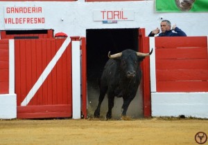 Aignan-y-toros