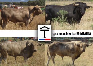 saint gilles-corrida2016