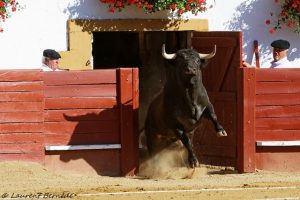 Roquefort-Saltillo