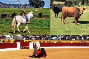 Andalucia Aficion-temporada2018