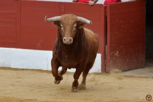 Vic Fezensac-Pedraza de Yeltes-galerie