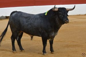 vic Fezensac-galerie-Valdellan-Maños