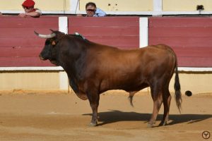 Parentis-Aguadulce-galerie