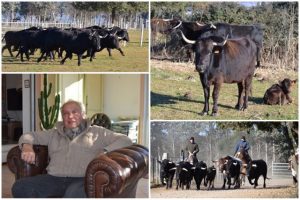 Valverde-ganaderia-reportage