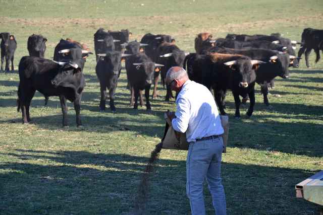 reportage-campo-le-r-ve-du-ganadero-de-quissac-michel-barcelo