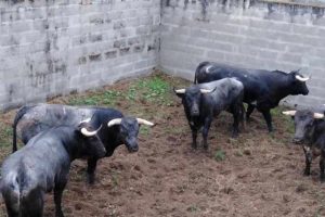 Roquefort-quinta-corrales