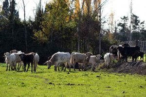 Campo-ganaderia-La Pampa