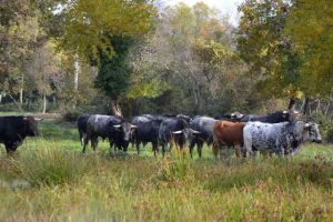 Campo-turquay-ganaderia