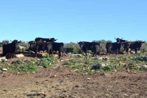 Campo-Fano Toros