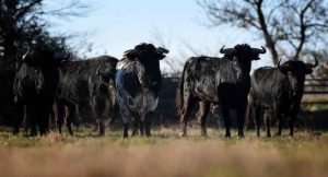 Campo-O. Fernay Toros