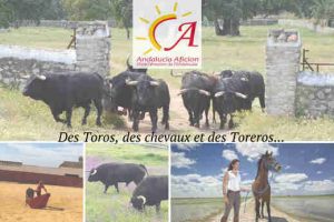 Andalucia2-campo2020