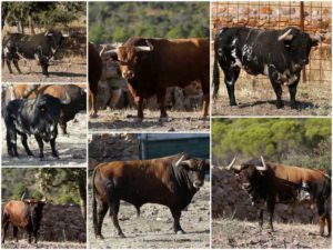 Bayonne-toros-Montecillo