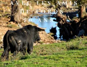 Andalucia-amis-toros