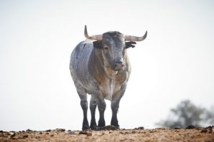 Béziers-Miura-campo2023