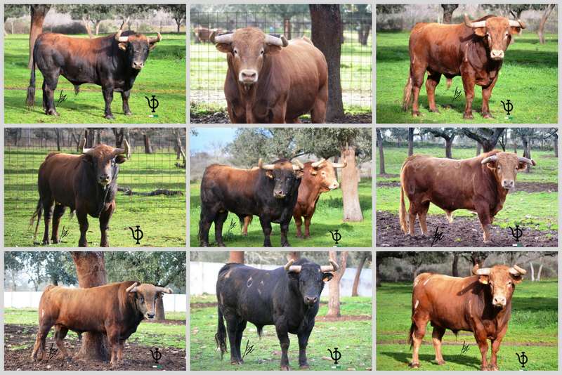Aire-Pedraza-photos2025