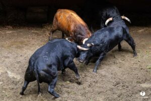 Aire-corrales-Raso-2026