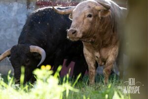 Saint Perdon-novillo-corrales26