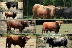 Lunel-toros2026-français