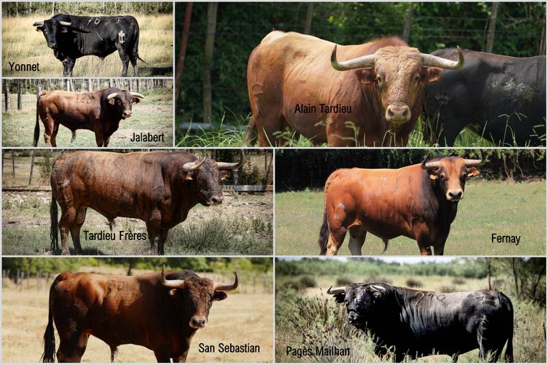 Lunel-toros2026-français